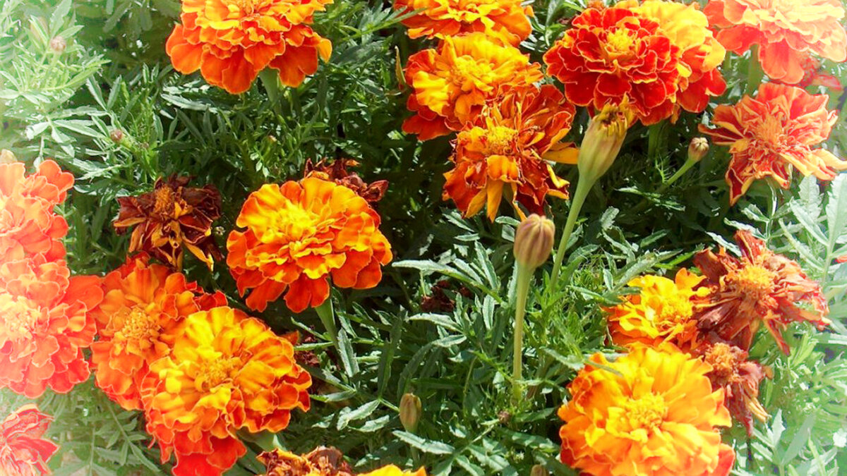 Бархатцевые Бархатцевые