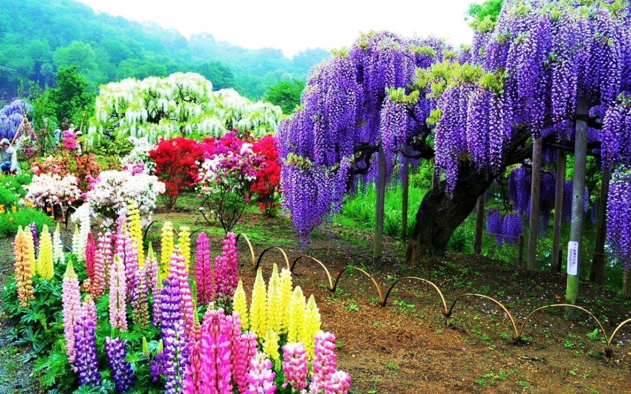 Глициния японская Глициния японская