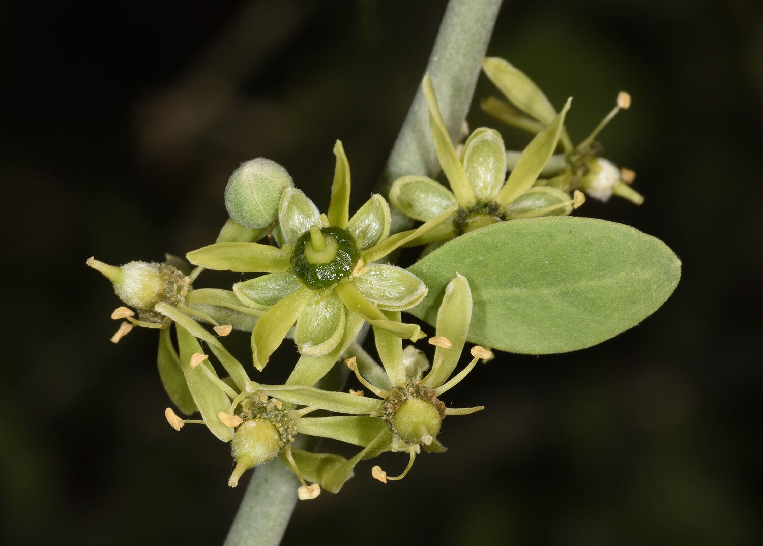 Баланитес Баланитес