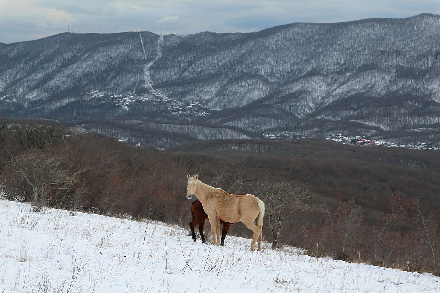 Банан заострённый