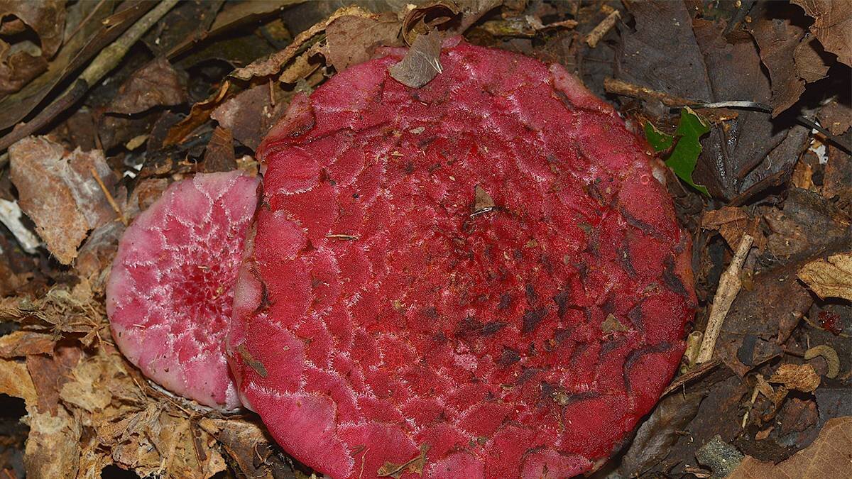 Баланофоровые