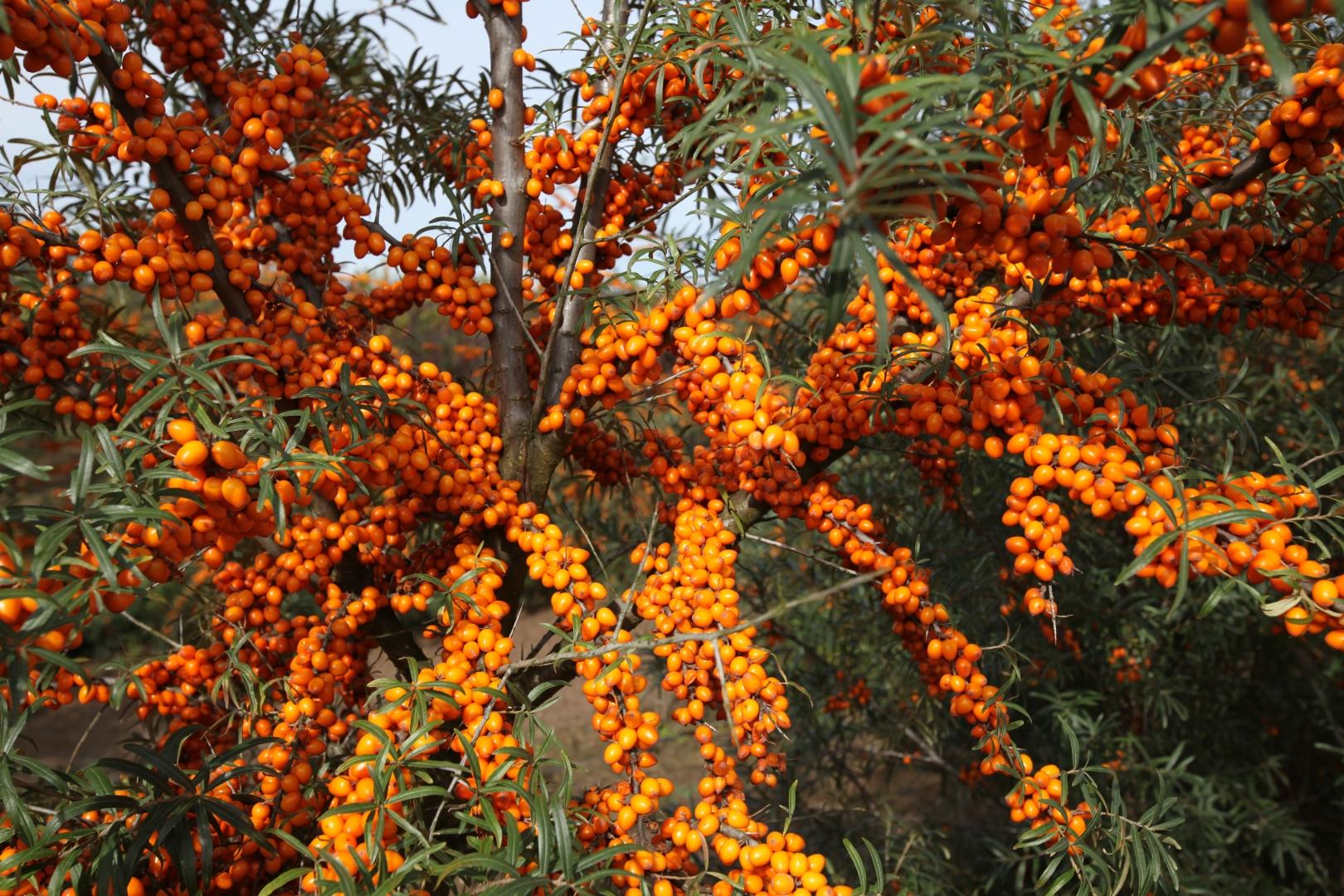 Облепиха Облепиха