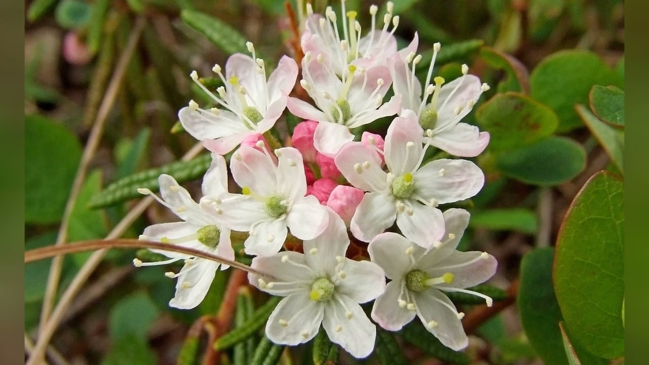 Багульник стелющийся Багульник стелющийся