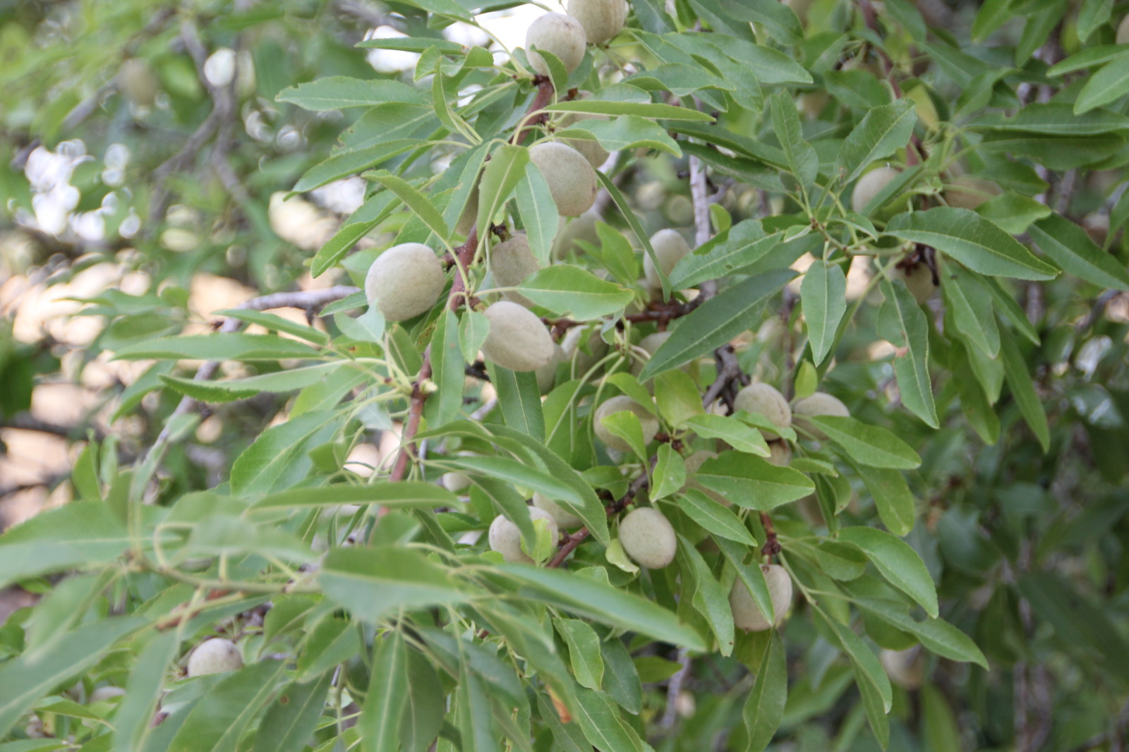 Миндаль обыкновенный Миндаль обыкновенный