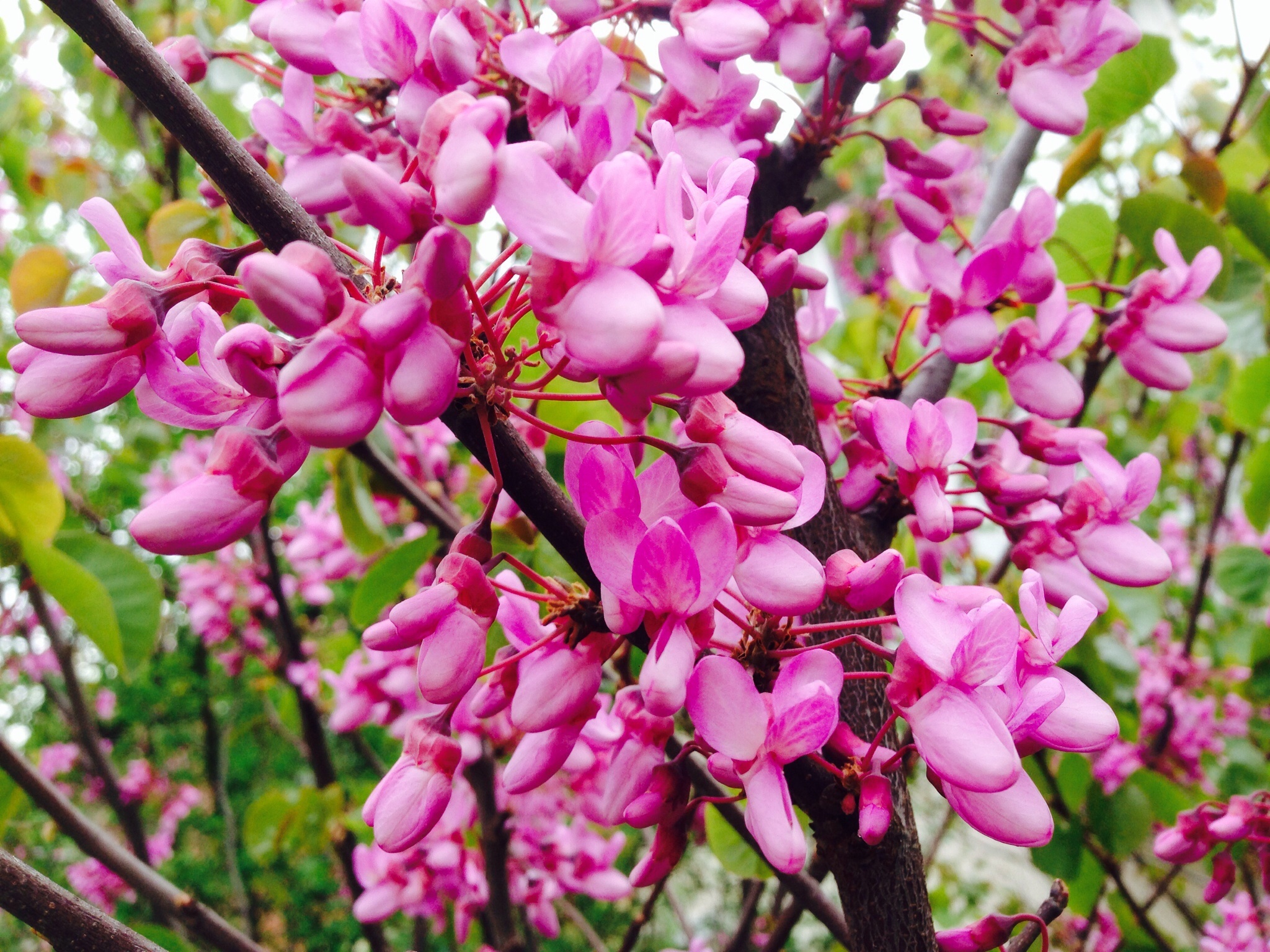 Багрянник Гриффита