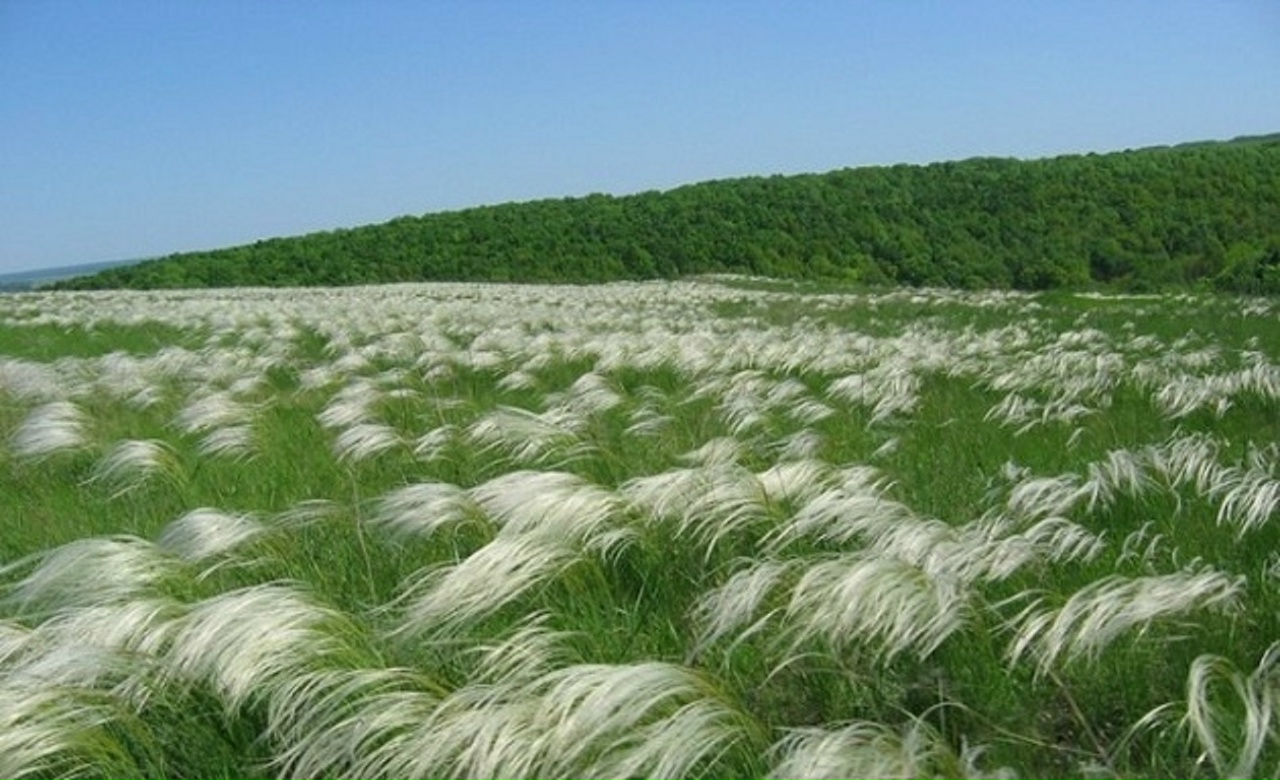 Ковыль