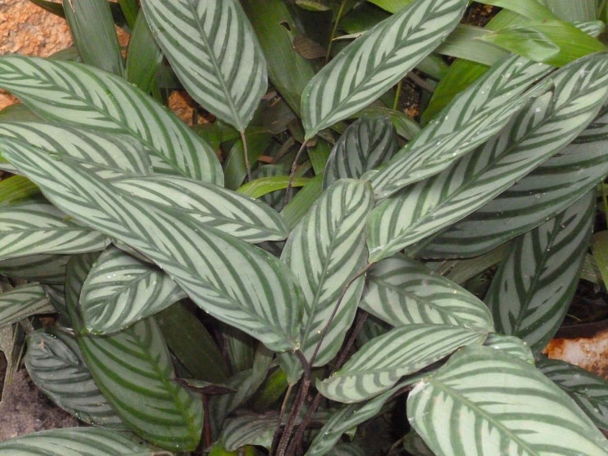 Баланофоровые