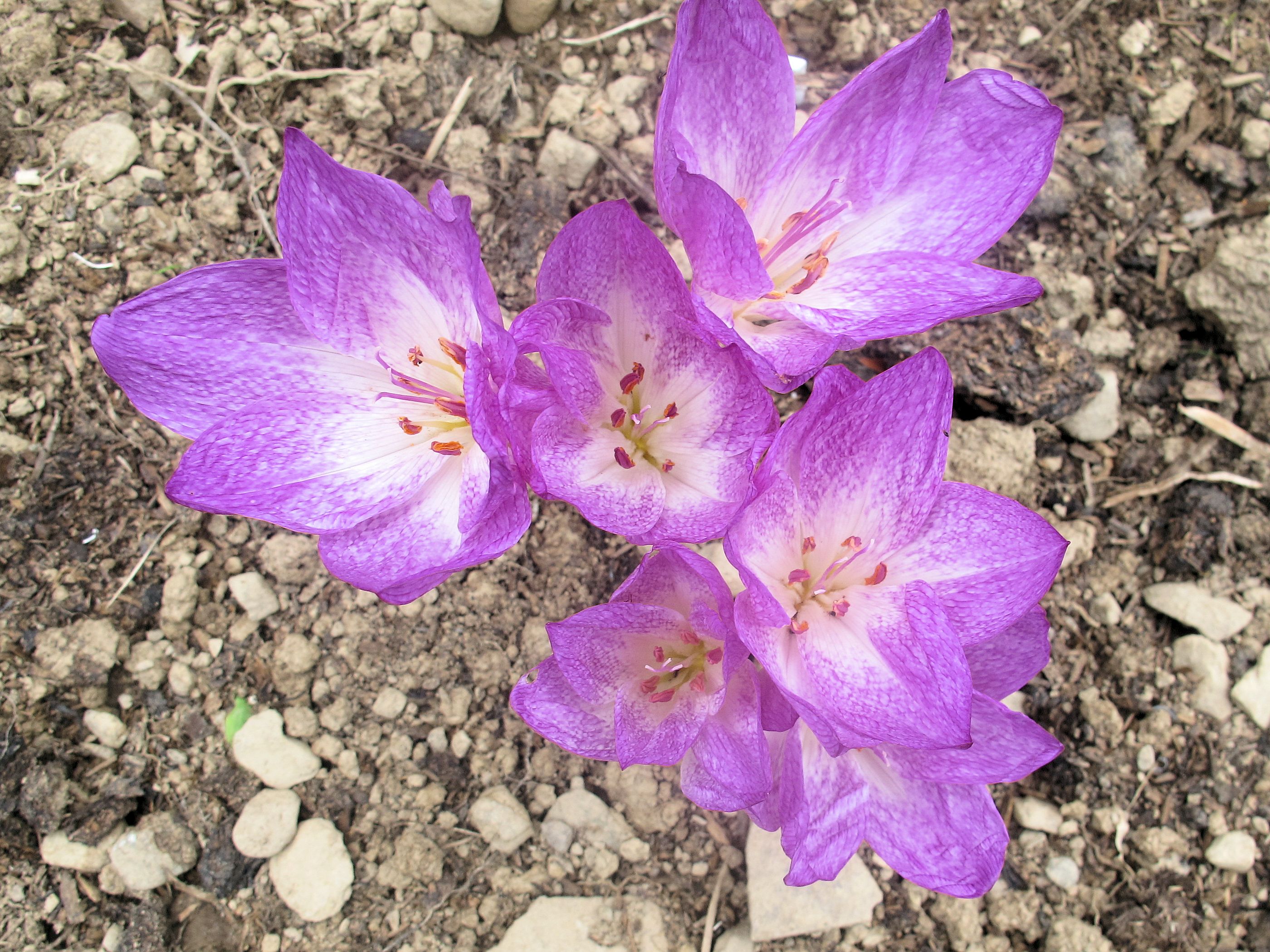 Безвременник великолепный Безвременник великолепный