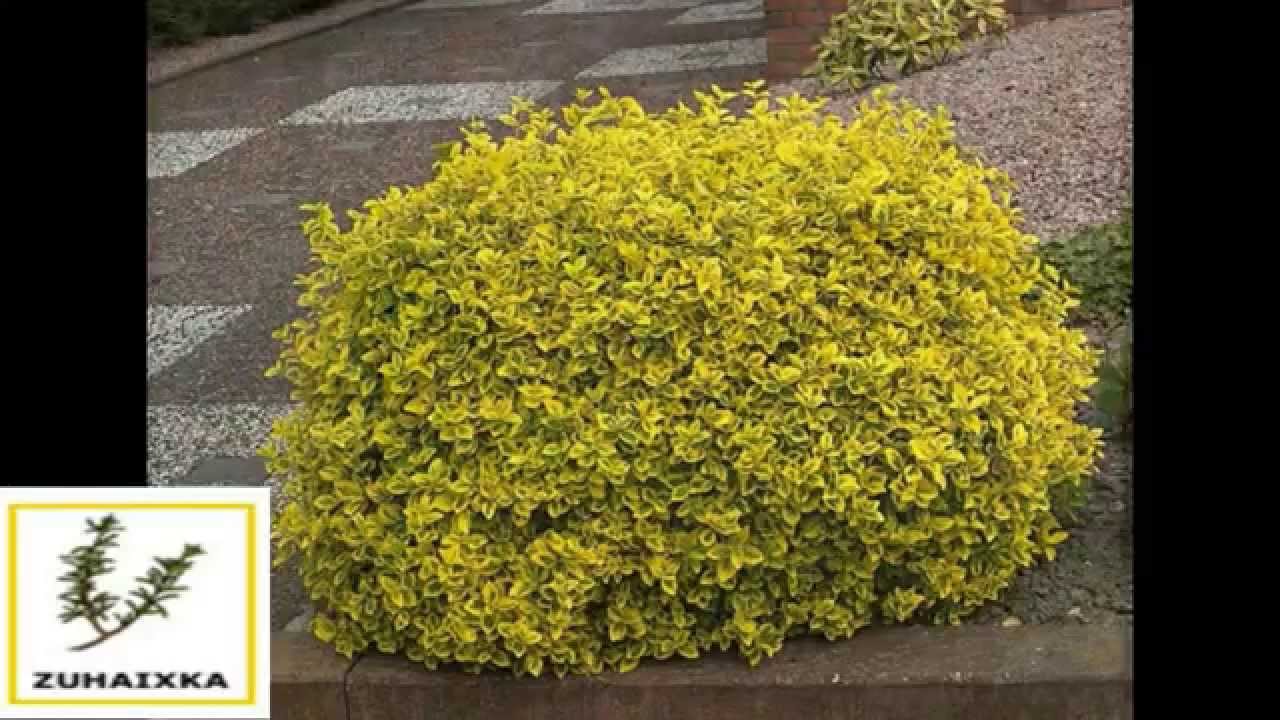 Бересклет Форчуна