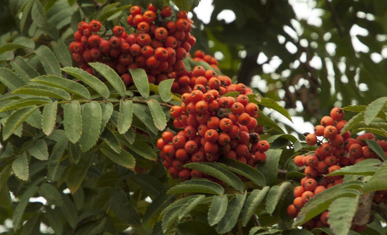 Рябина тюрингская