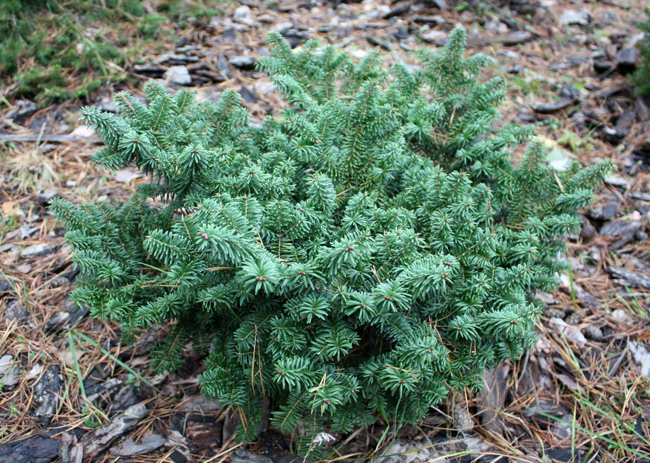 Пихта бальзамическая