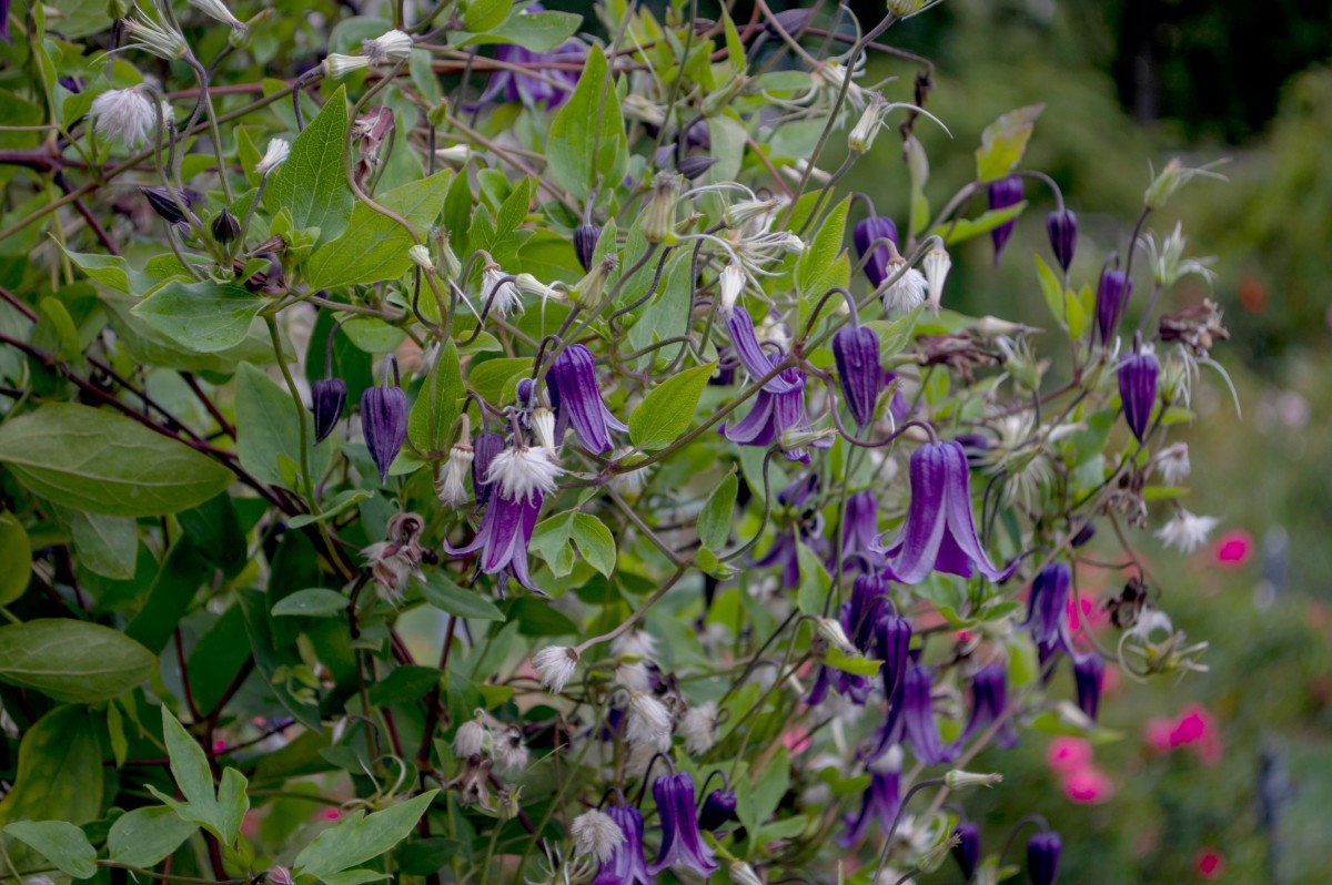 Клематис Интегрифолия