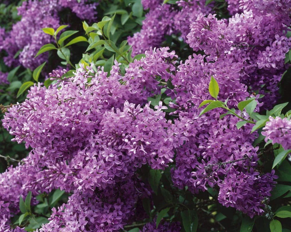 Сирень китайская