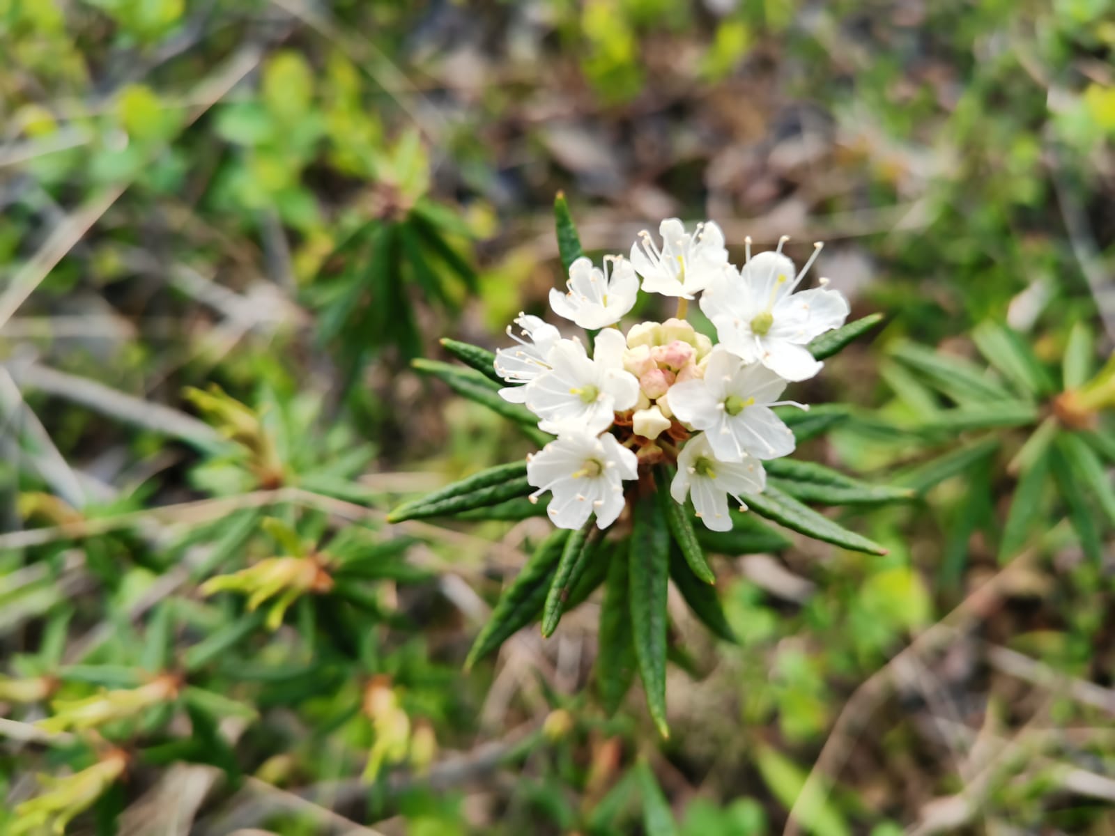 Багульник стелющийся Багульник стелющийся