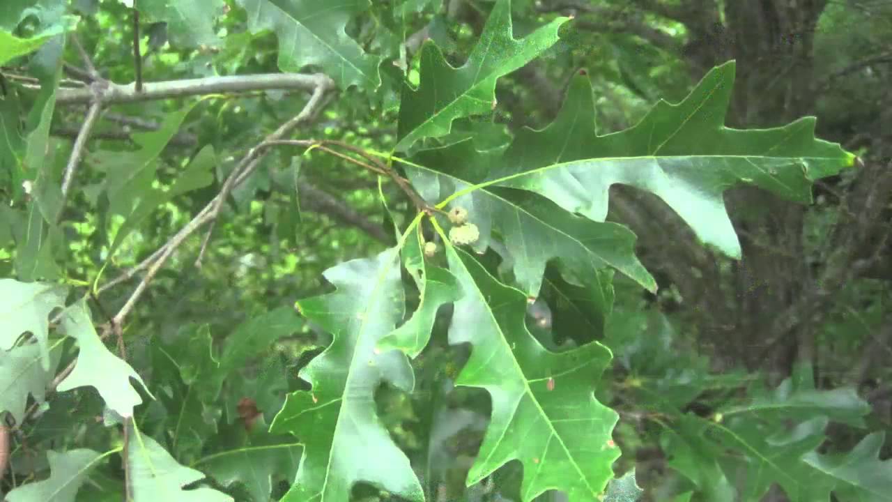 Дуб болотный