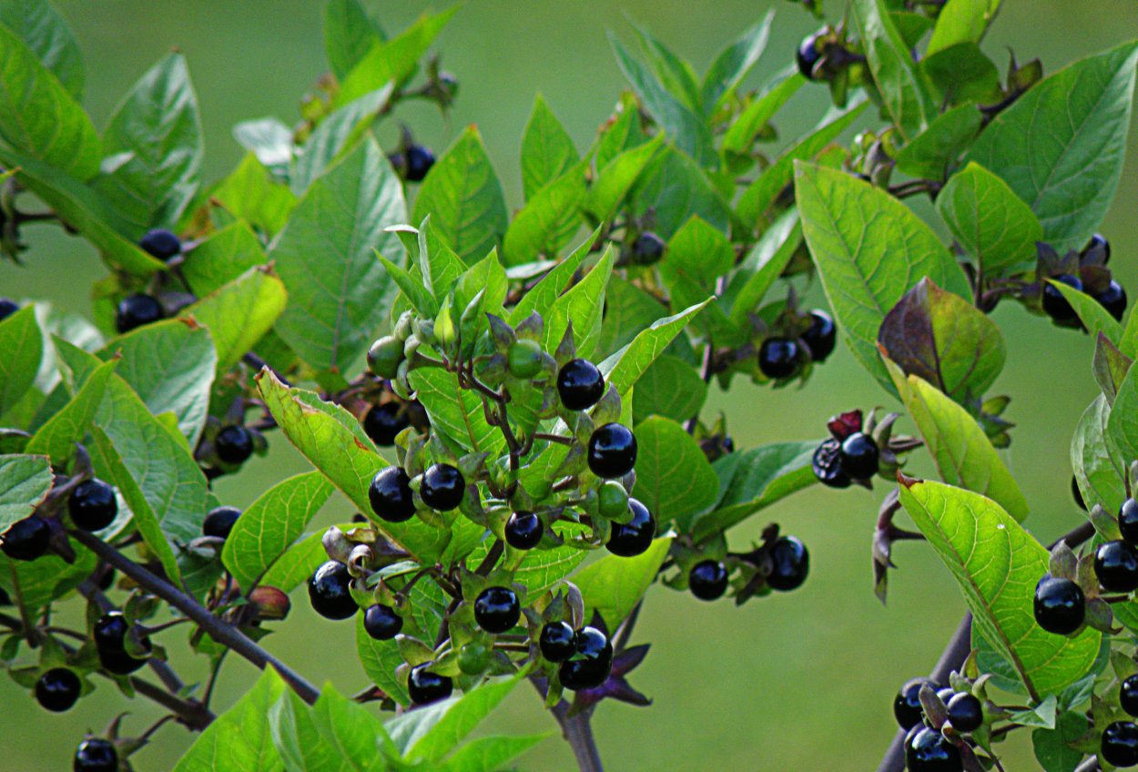 Белладонна