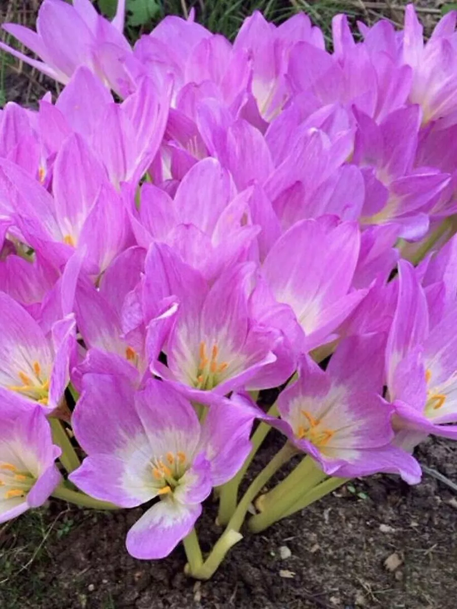 Безвременник