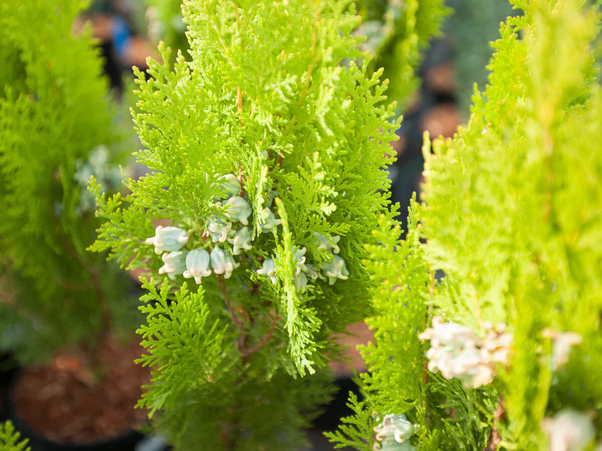 Туя восточная