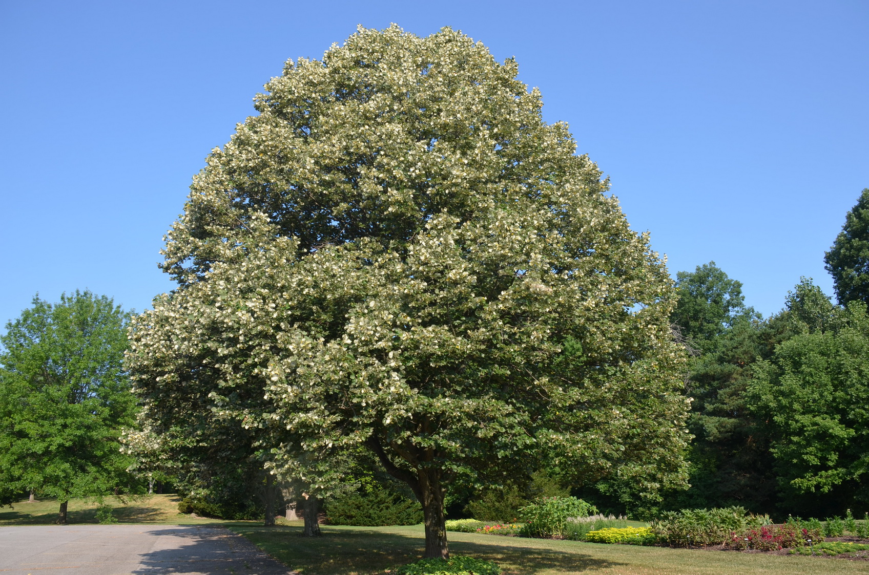 Липа мелколистная Липа мелколистная