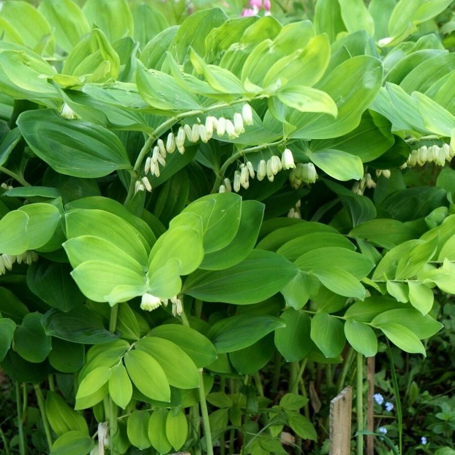 Купена Купена