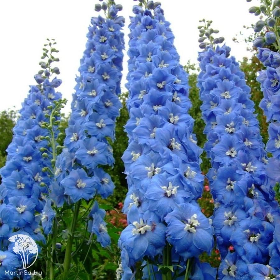 Дельфиниум