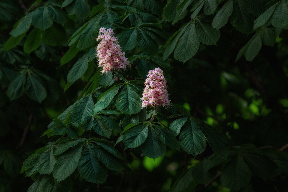 Каштан Сегю