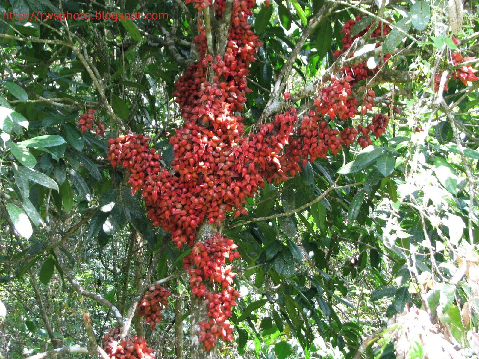 Баккорея вкусная