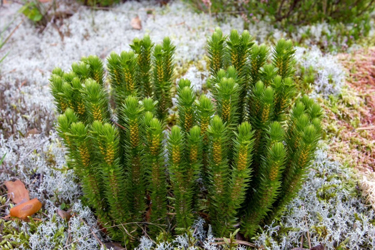 Баранец (растение)