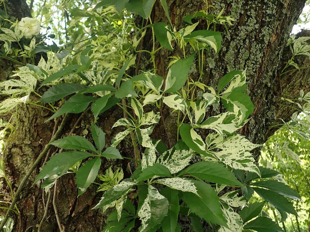 Девичий виноград Звездопад Девичий виноград Звездопад