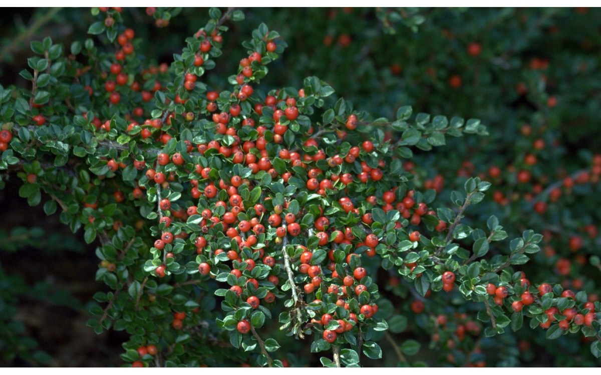 Кизильник пузырчатый