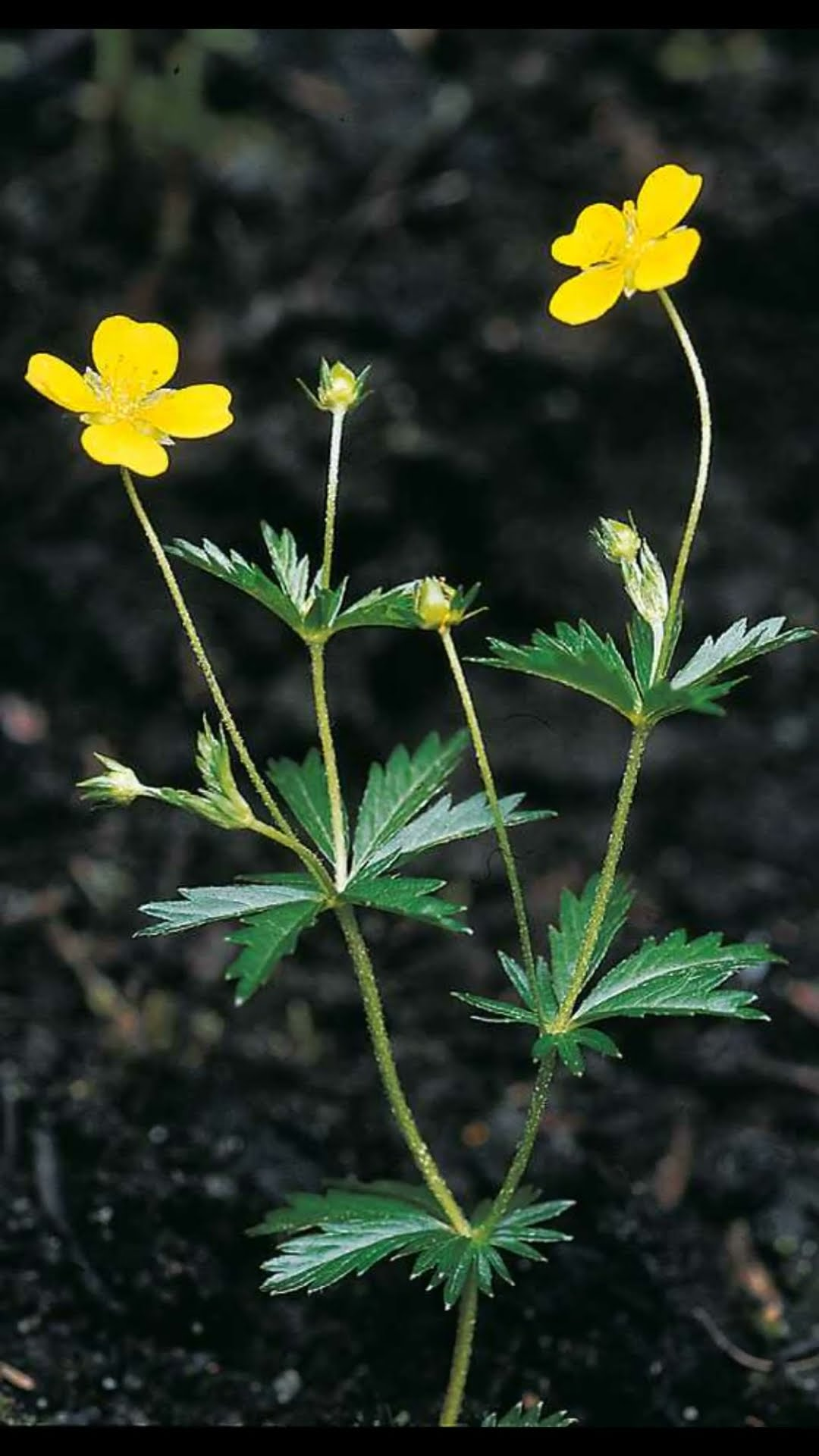 Лапчатка прямостоячая