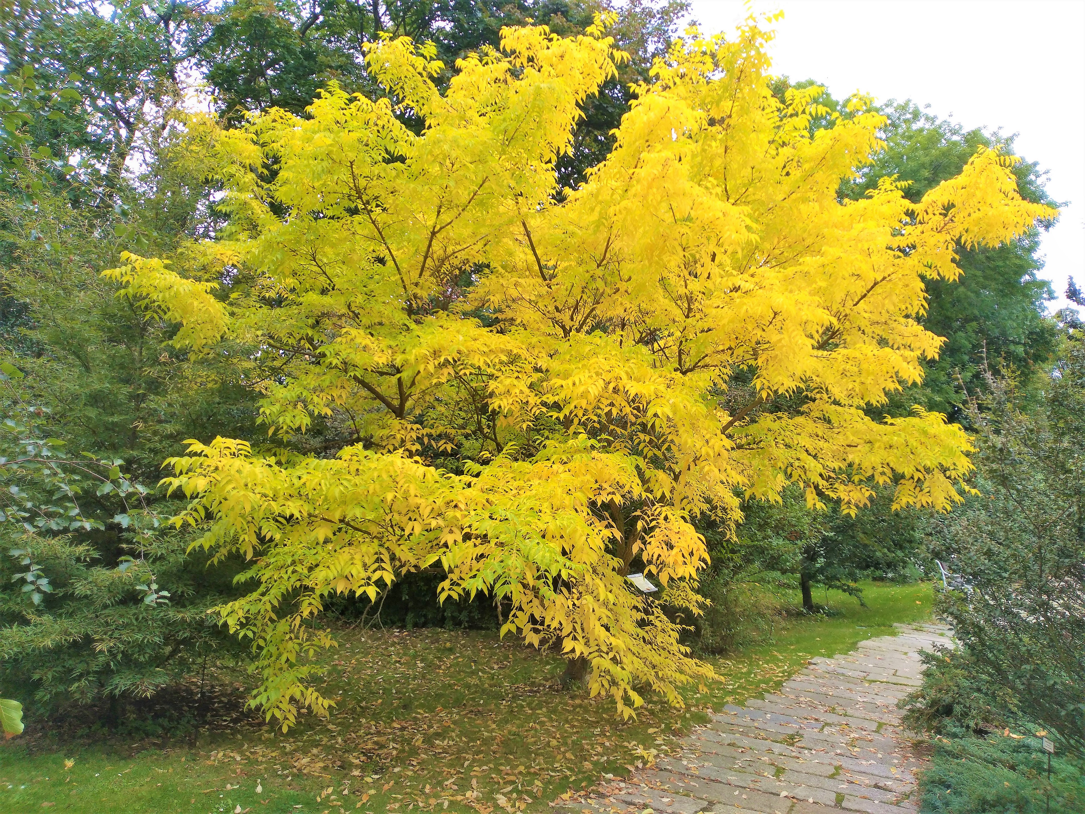 Бархат (растение)