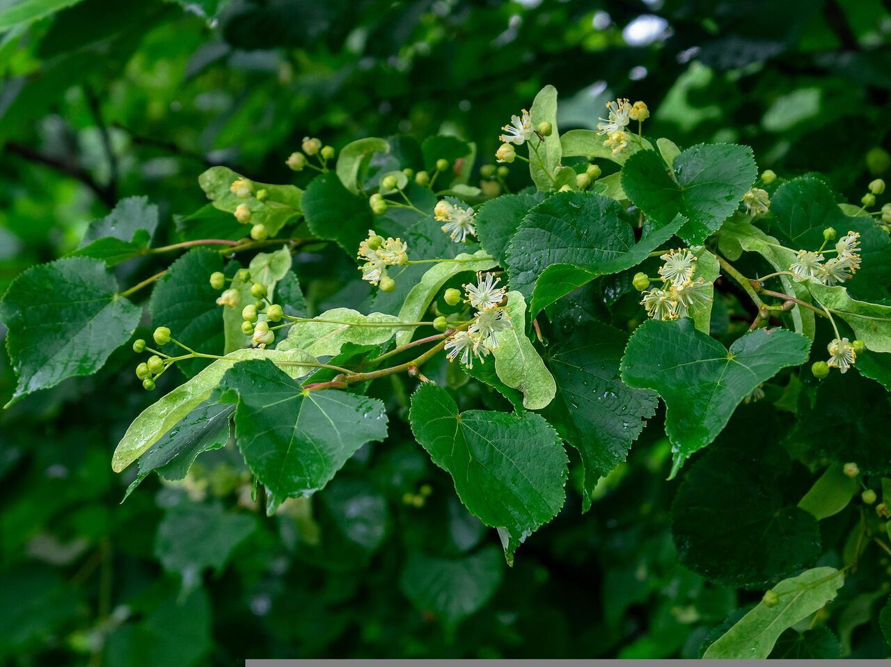 Липа сибирская