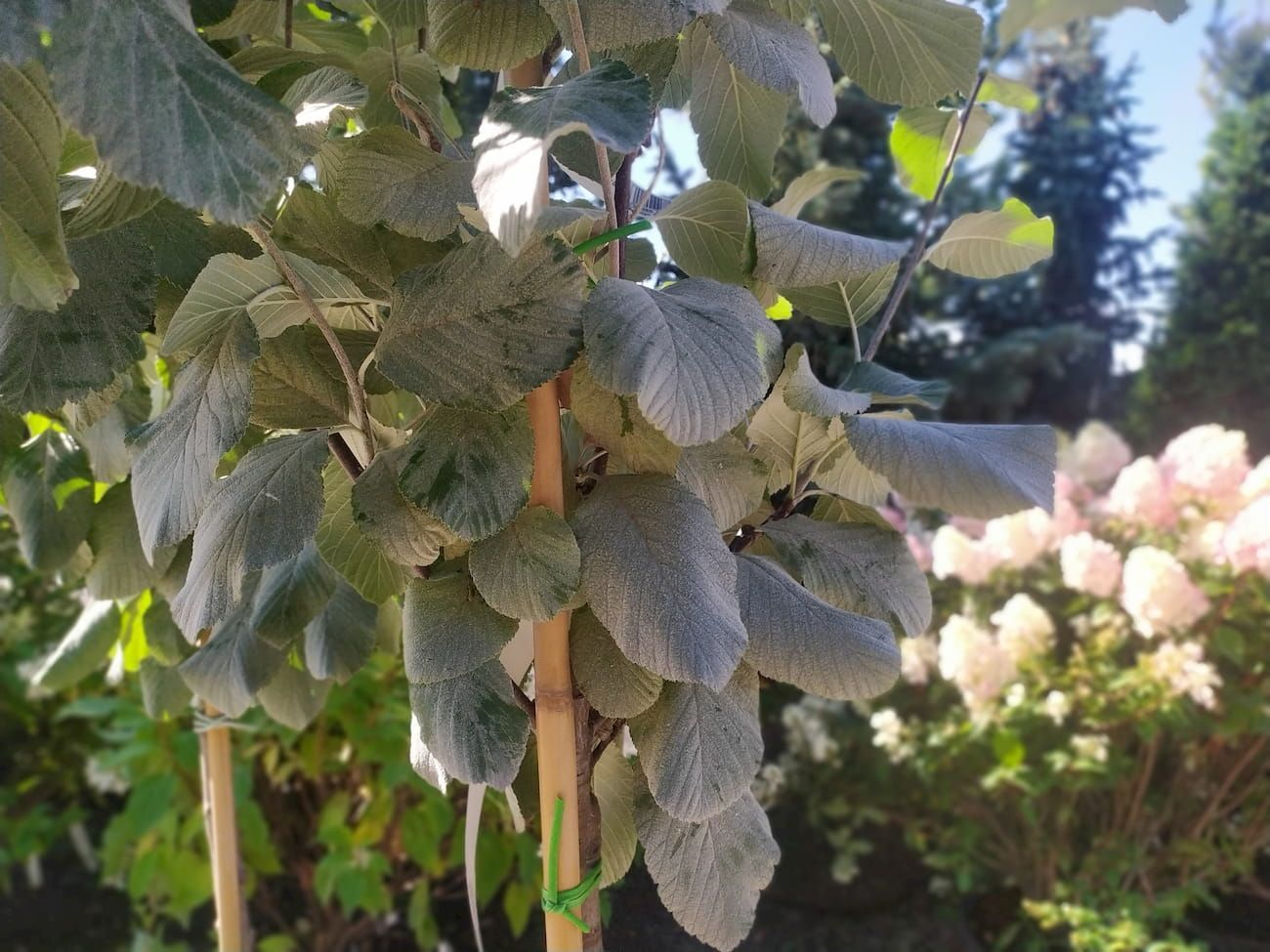 Рябина круглолистная