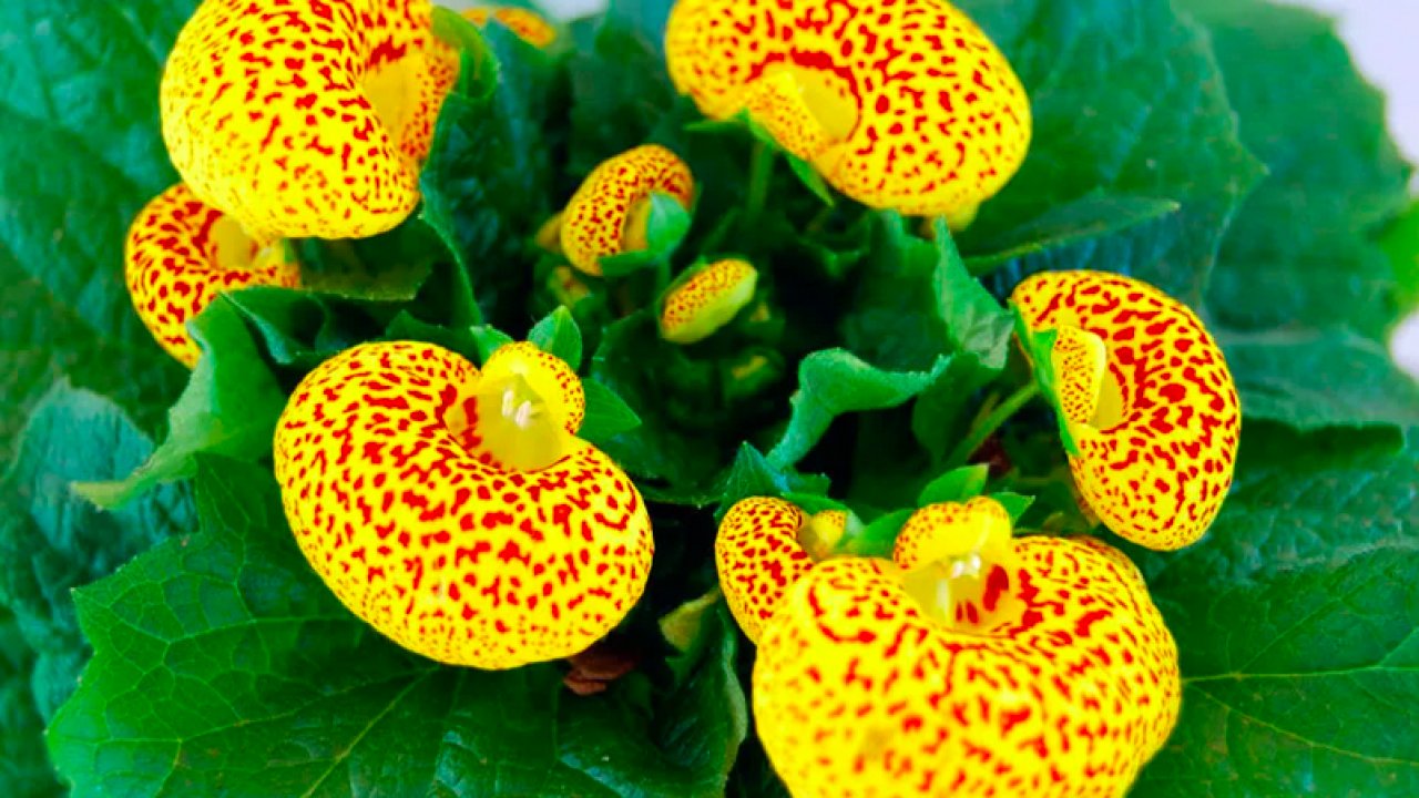 Башмачок жёлтый