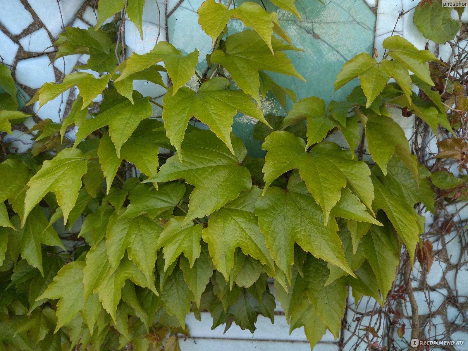 Девичий виноград Звездопад Девичий виноград Звездопад