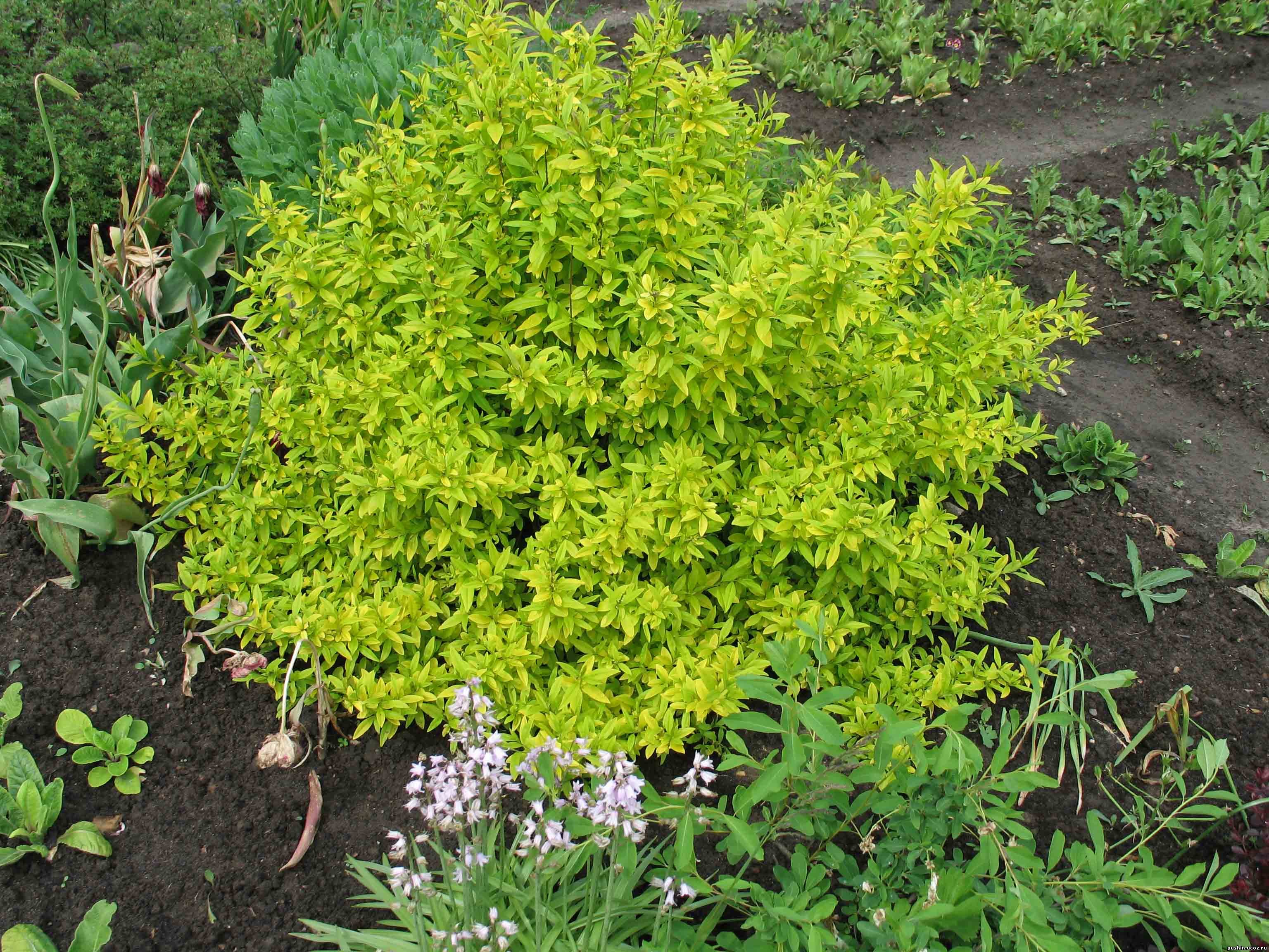 Бирючина золотистая