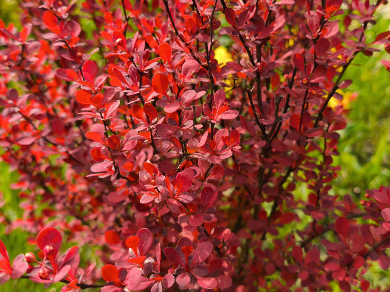 Барбарис Дарвина