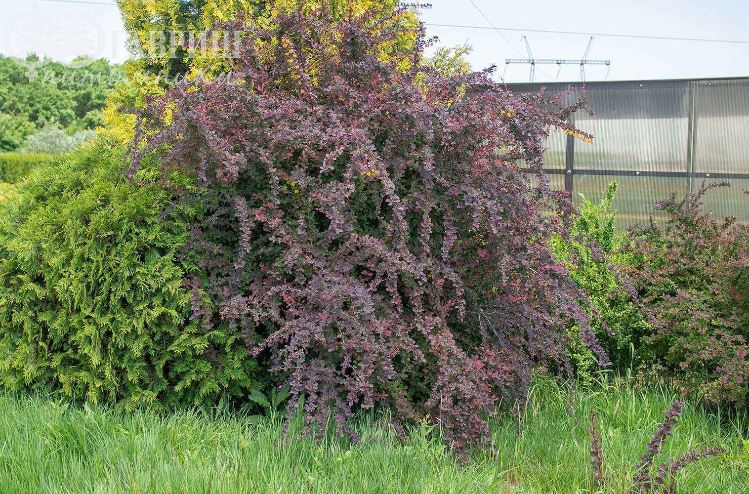 Барбарис оттавский Барбарис оттавский