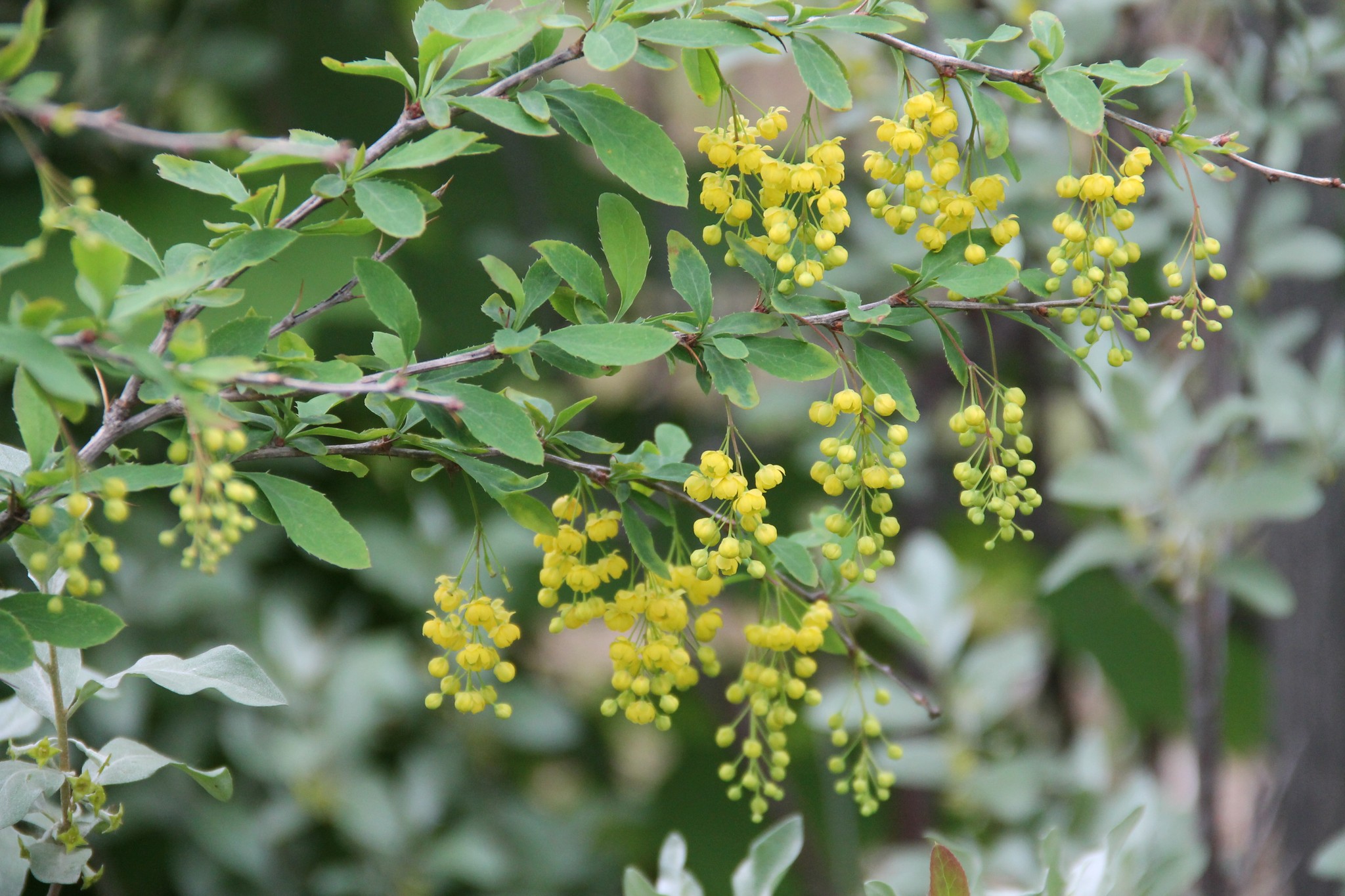 Барбарис канадский