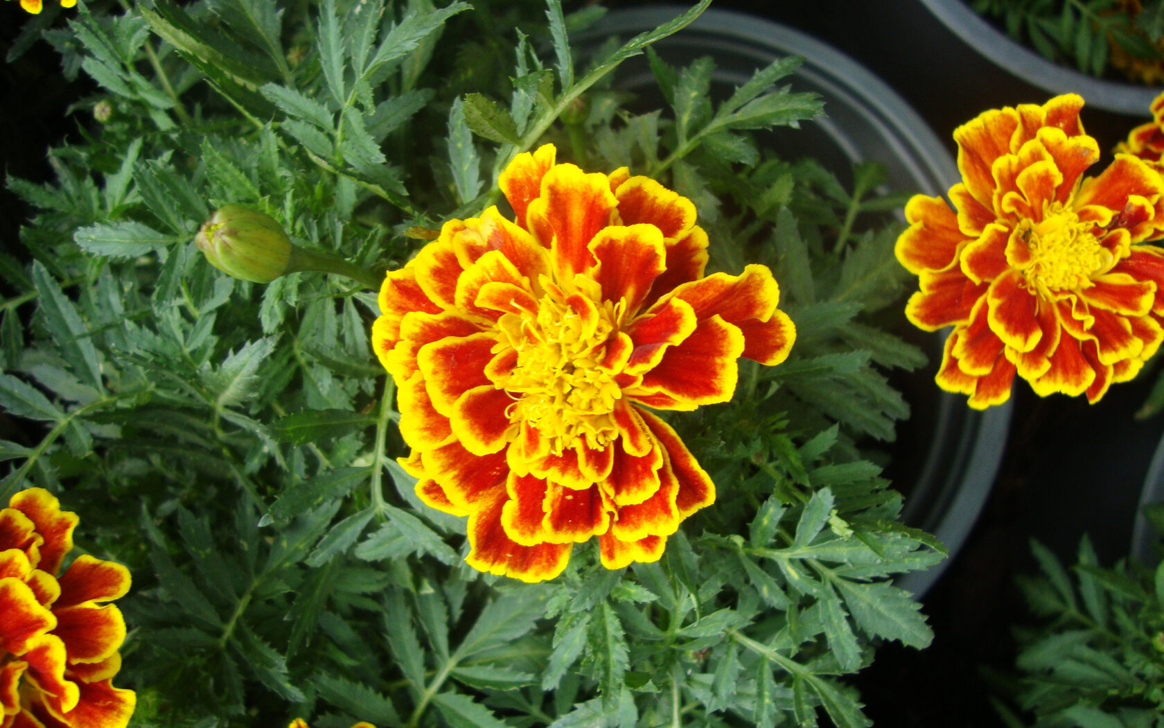 Бархатцы мелкоцветные