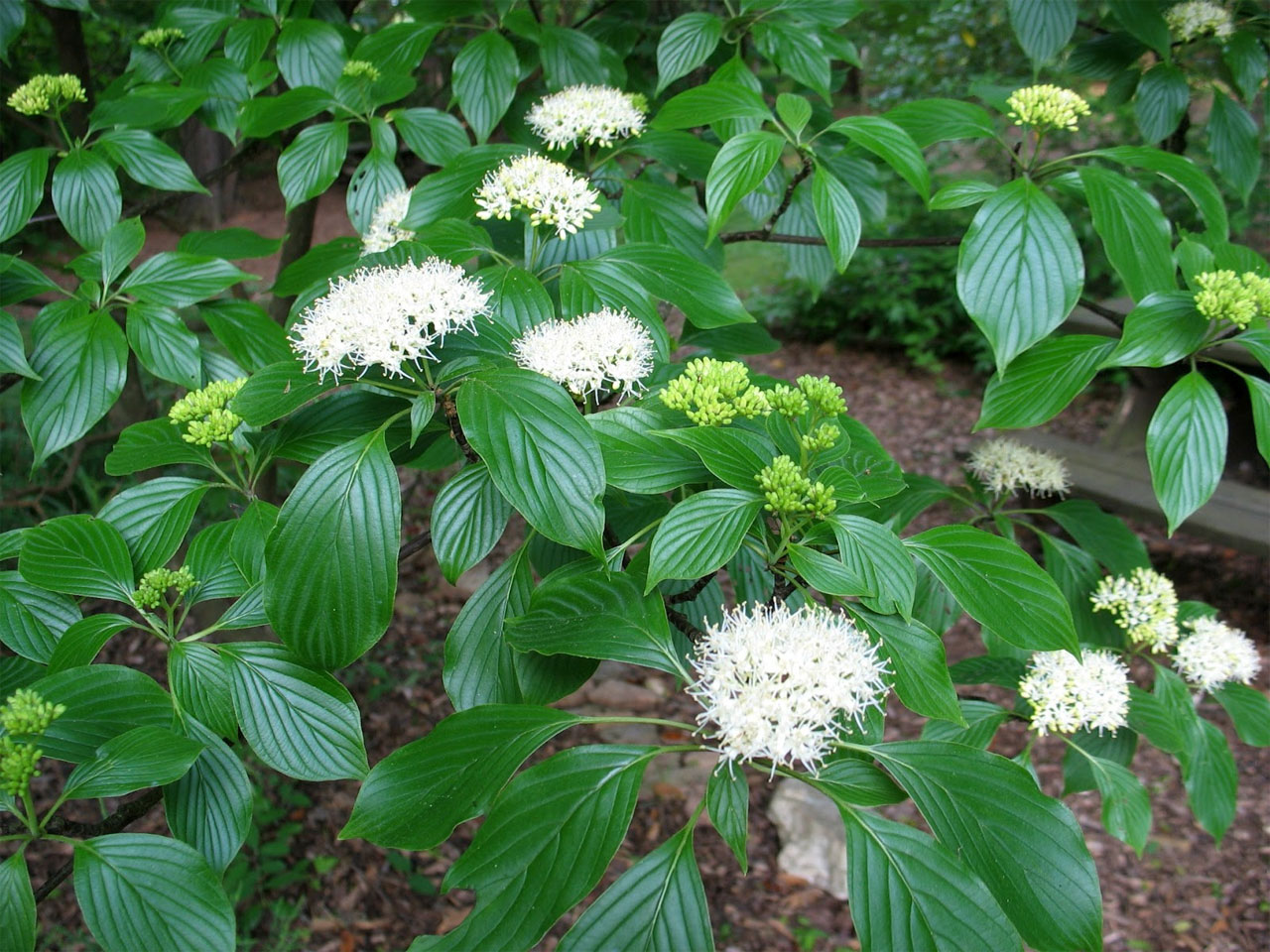 Дерен Натела Дерен Натела
