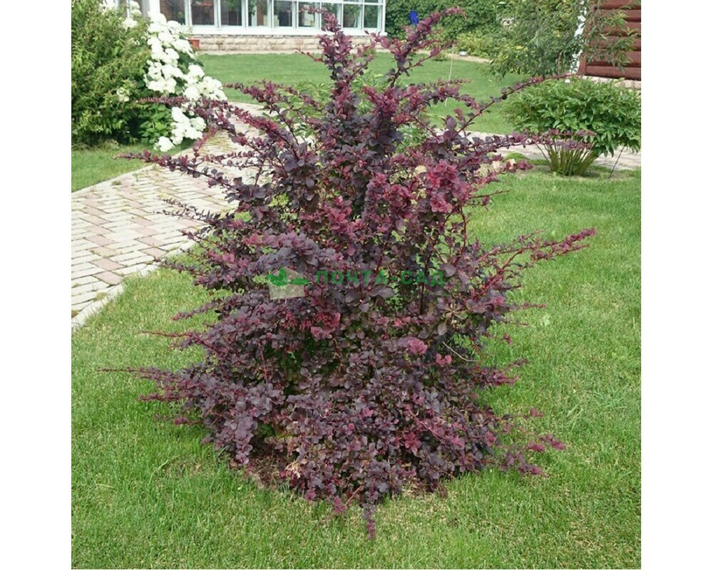 Барбарисовые Барбарисовые