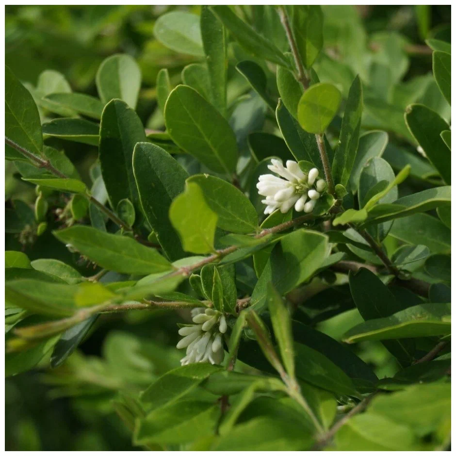 Бирючина Квихоу