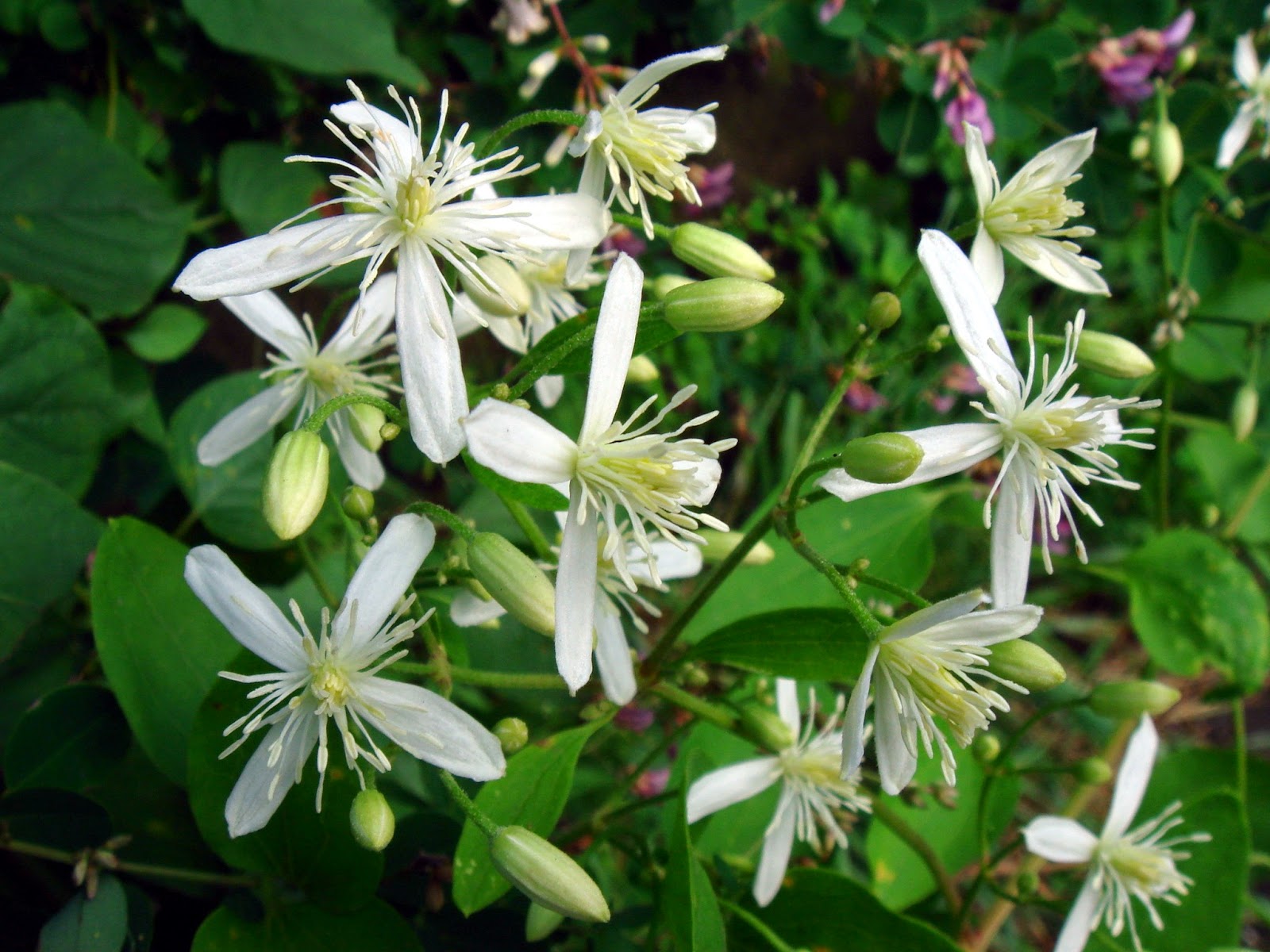 Ломонос сизый