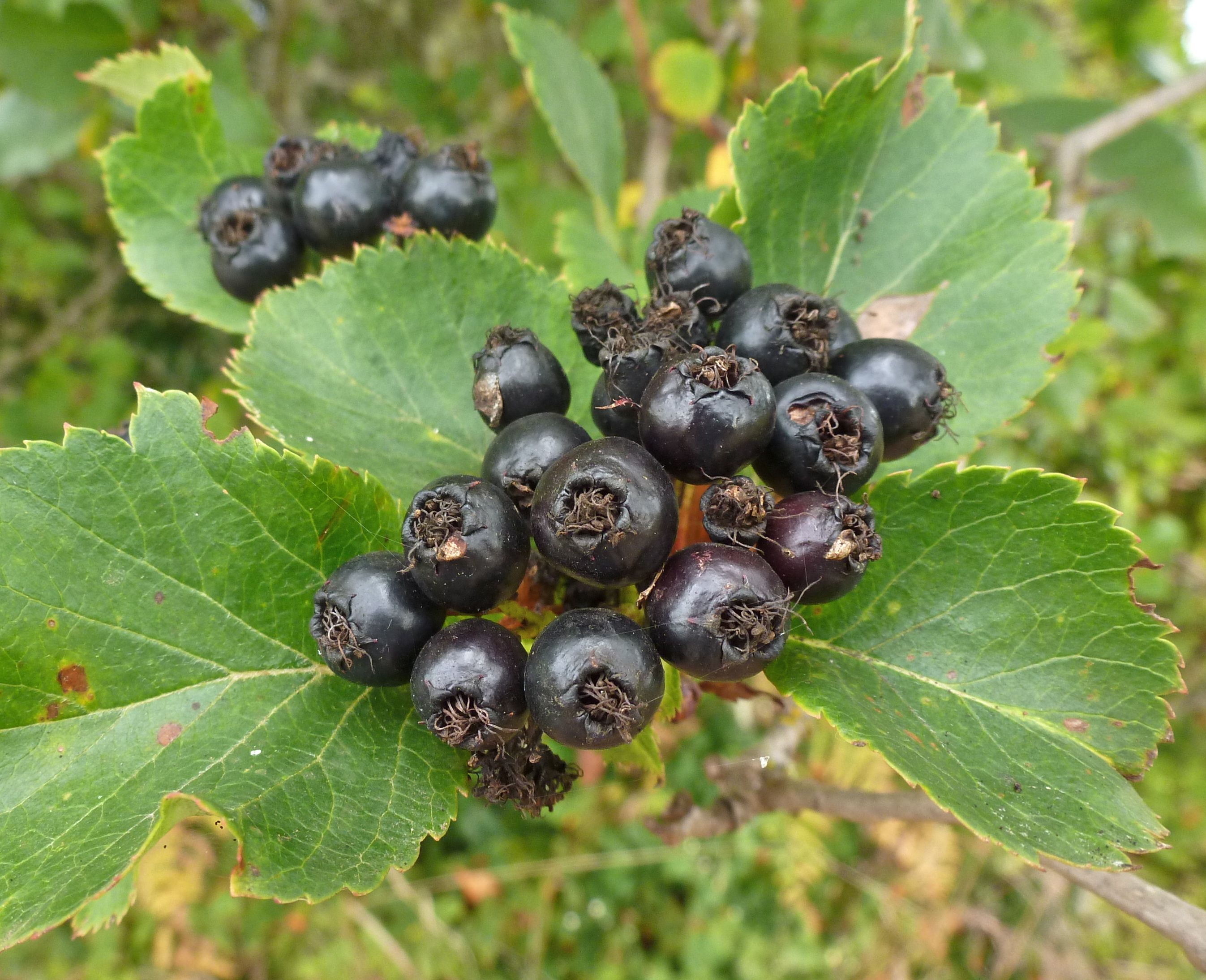 Боярышник зеленомясый