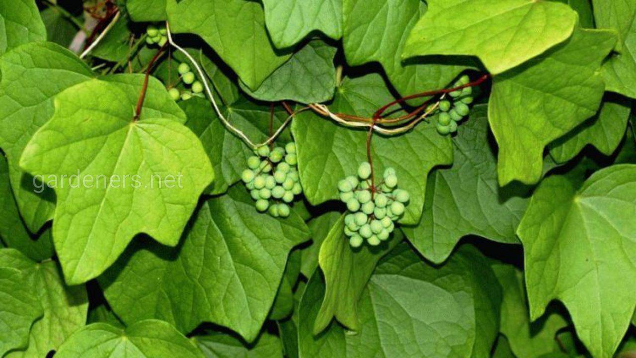 Луносемянник гибридный