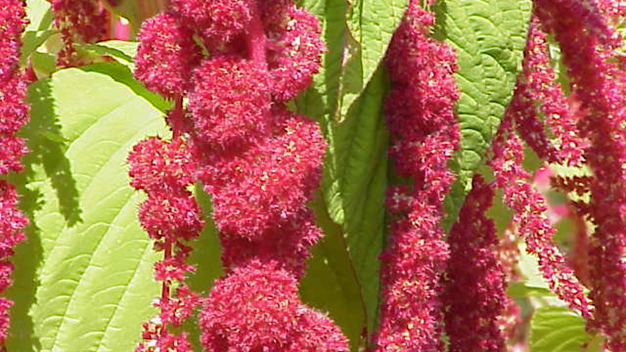 Багряниковые Багряниковые