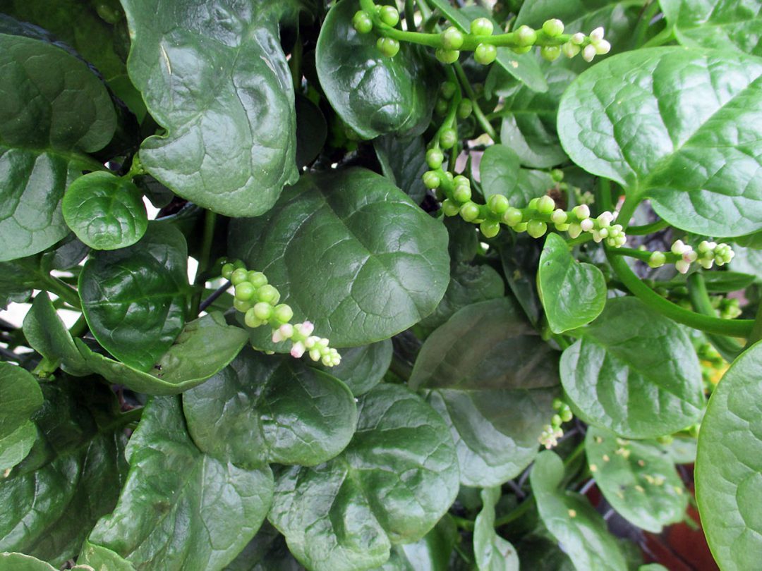 Базелла Базелла