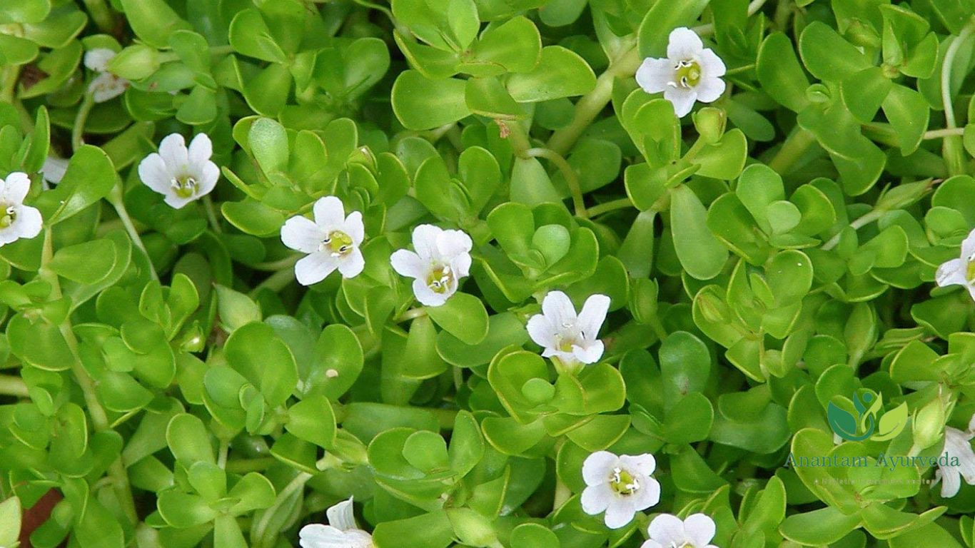 Баккорея Мотли Баккорея Мотли